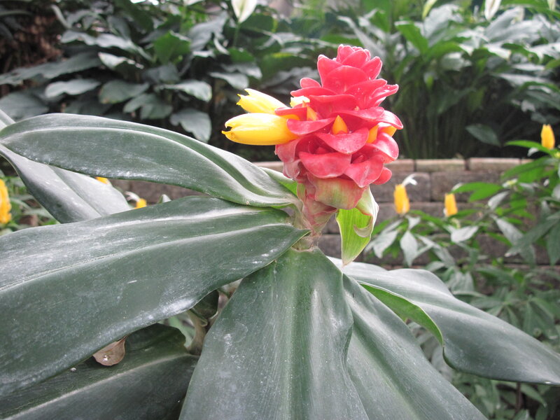 Red and Yellow Flower — Natural, Photograph, Green Leaves