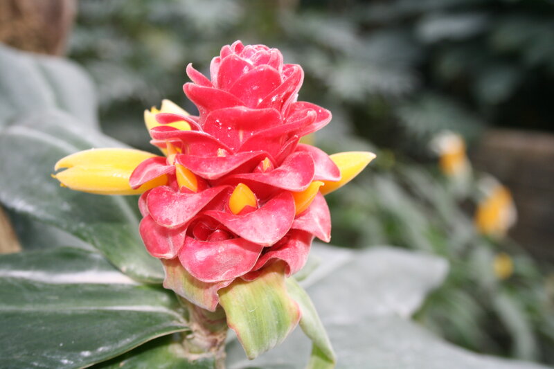 Red and Yellow Flower — Natural, Photograph, Leaf