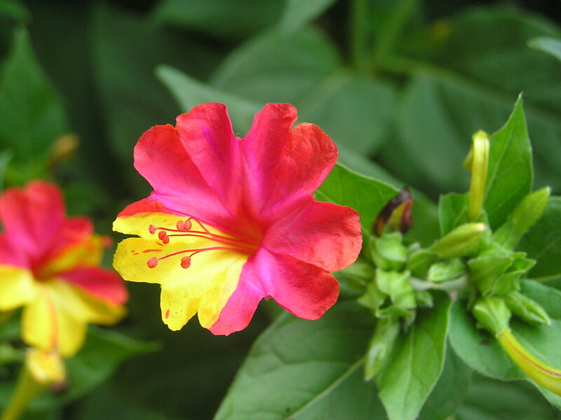 Red and Yellow Flower — Natural, Photograph