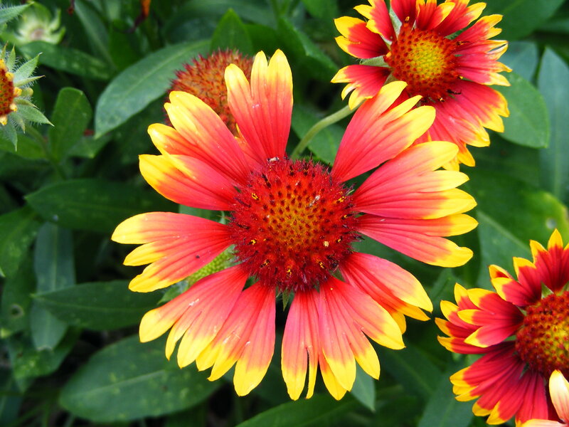 Red and Yellow Flower — Natural, Summer, Photograph, Green Leaves, Flower Buds, Green