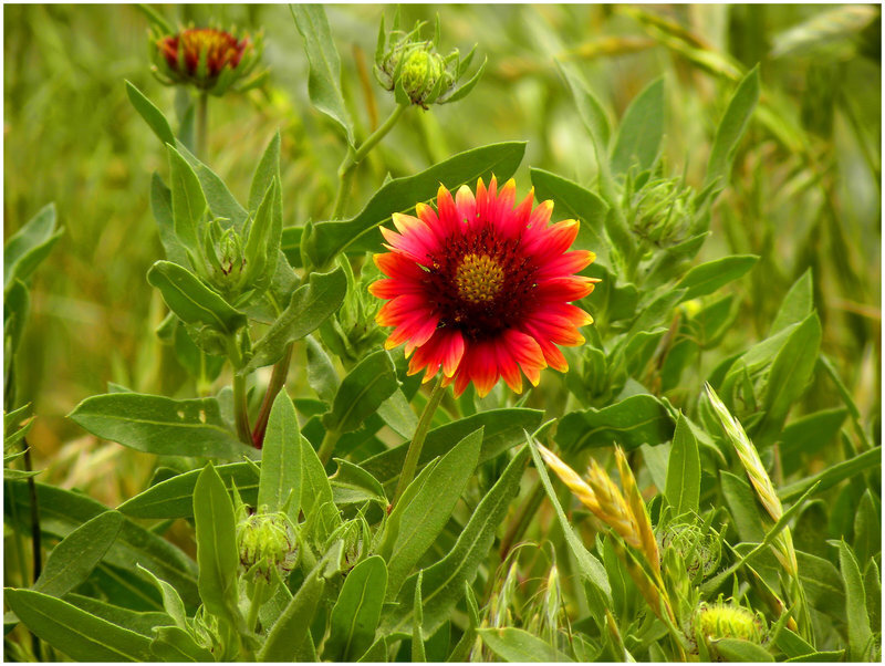 Red and Yellow Flower — Natural, Summer, Photograph, Green Leaves