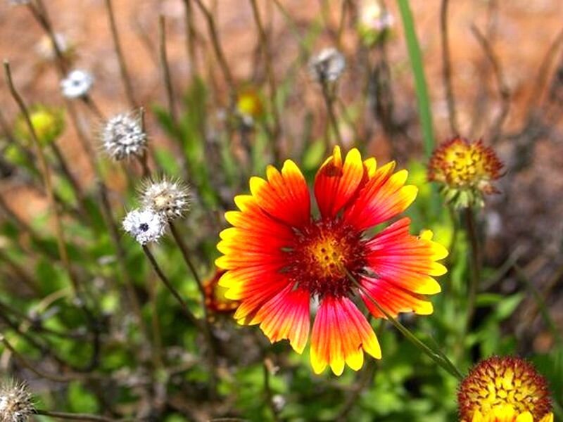 Red and Yellow Flower — Natural, Summer, Photograph