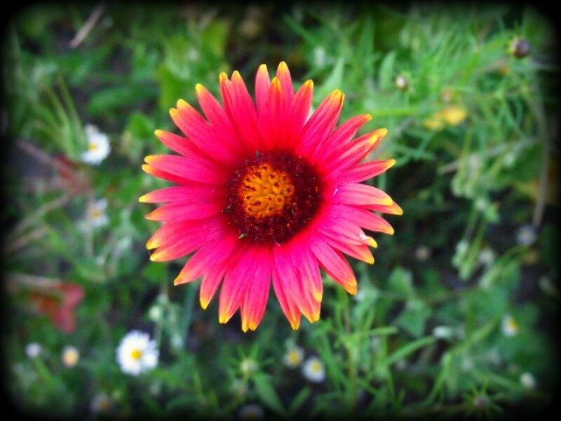 Red and Yellow Flower — Natural