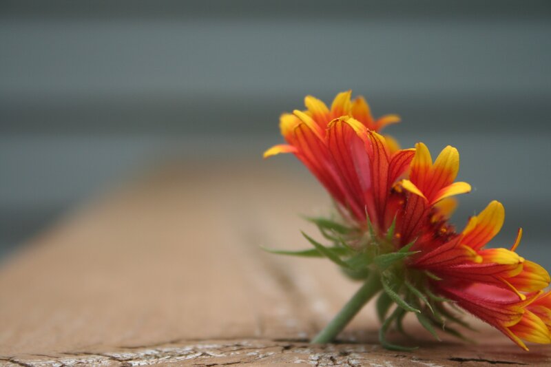 Red and yellow flower on wood