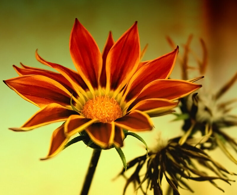 Red and Yellow Flower — Orange