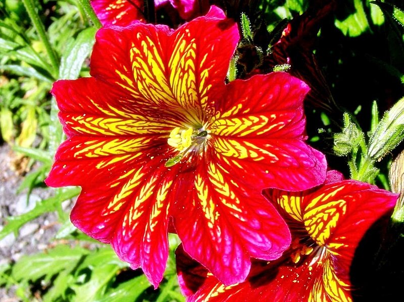 Red and yellow flower petals