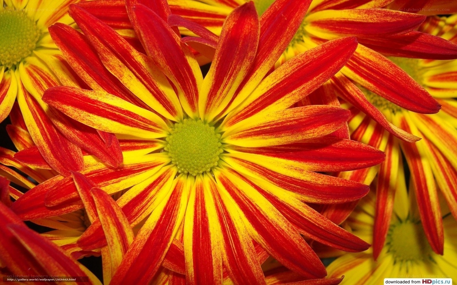 Red and yellow flower petals