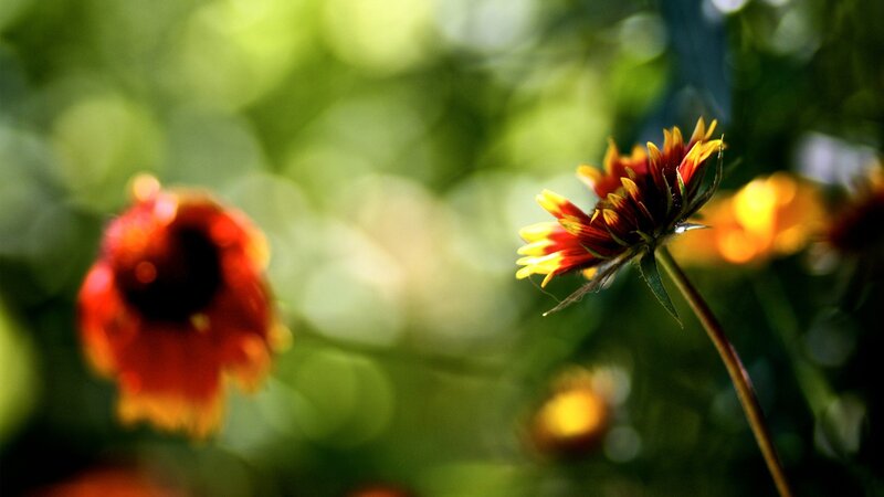 Red and Yellow Flower — Serene, Afternoon
