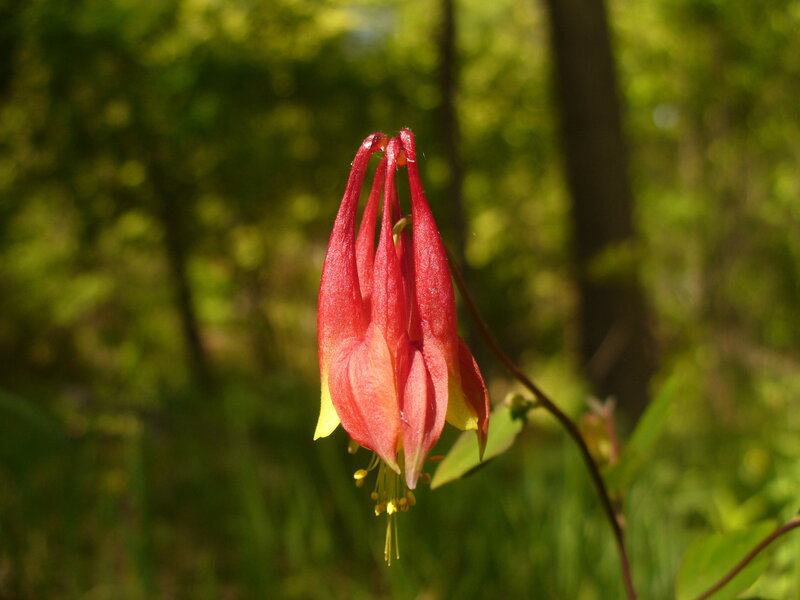 Red and Yellow Flower — Serene, Morning