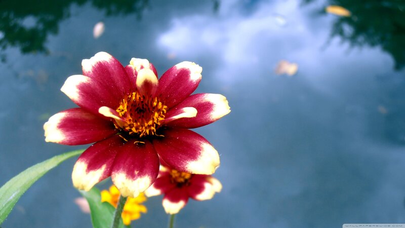 Red and Yellow Flower — Serene, Photograph