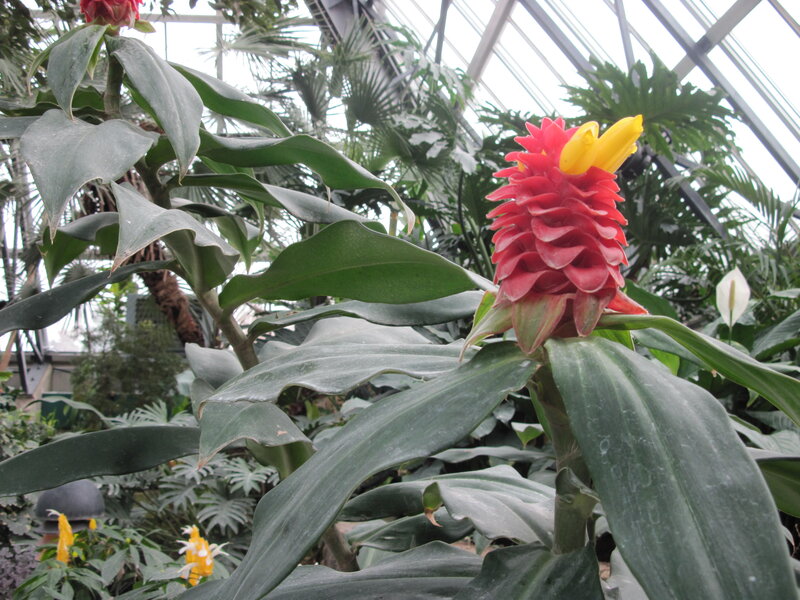 Red and Yellow Flower — Serene
