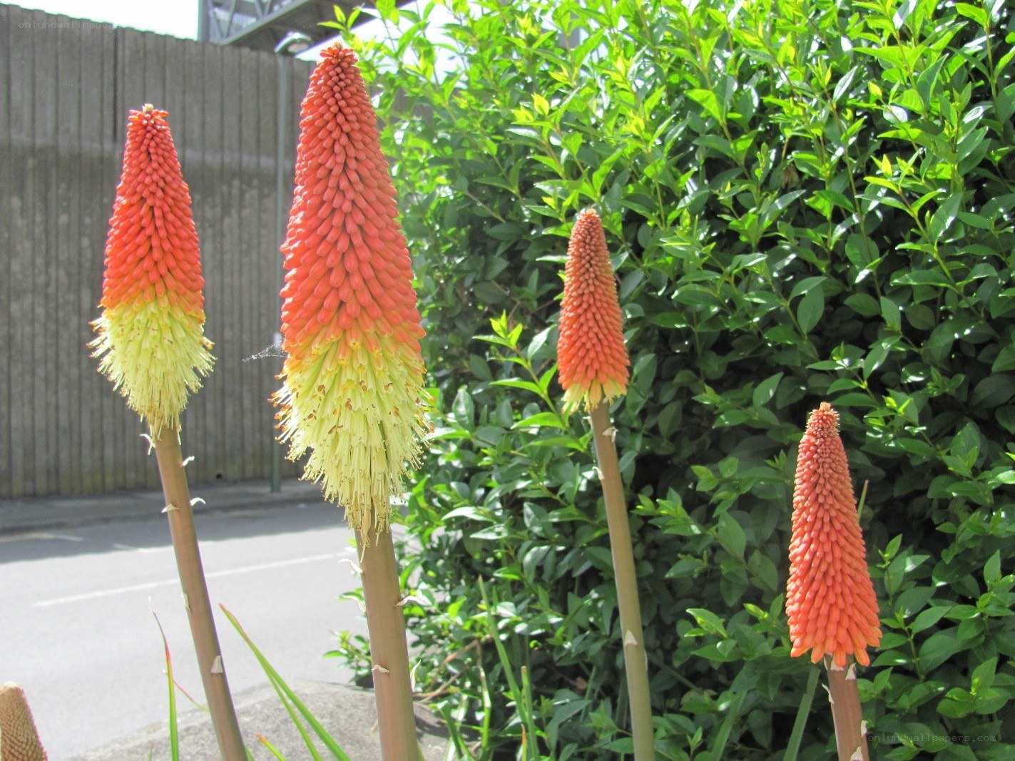 Red and yellow flower spikes