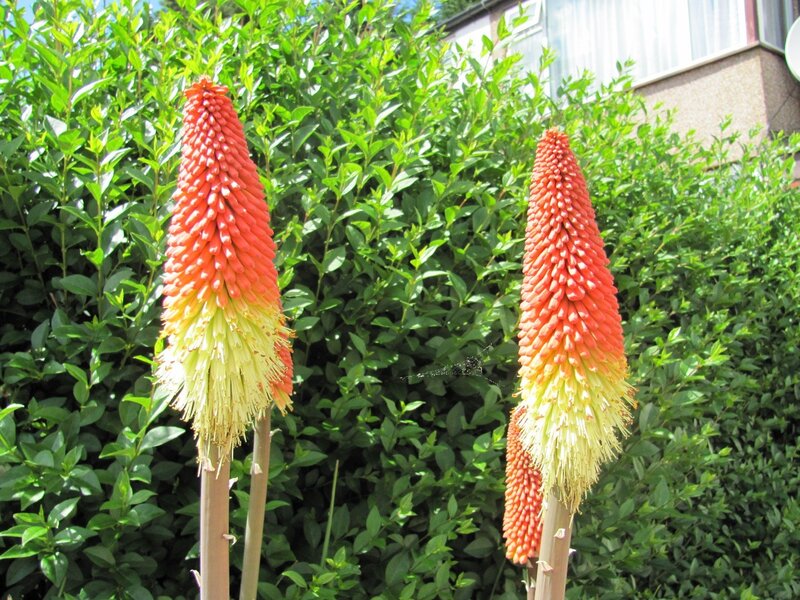 Red and yellow flower spikes