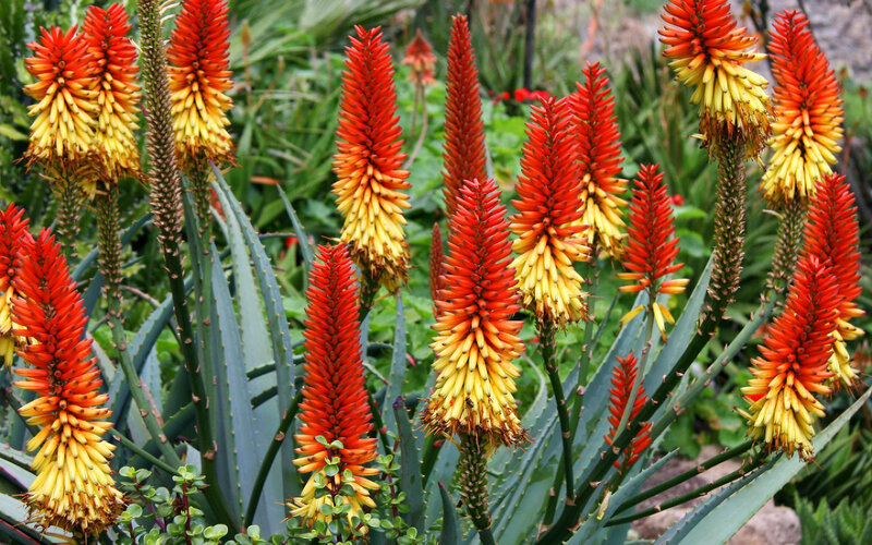 Red and Yellow Flower Spikes — Natural