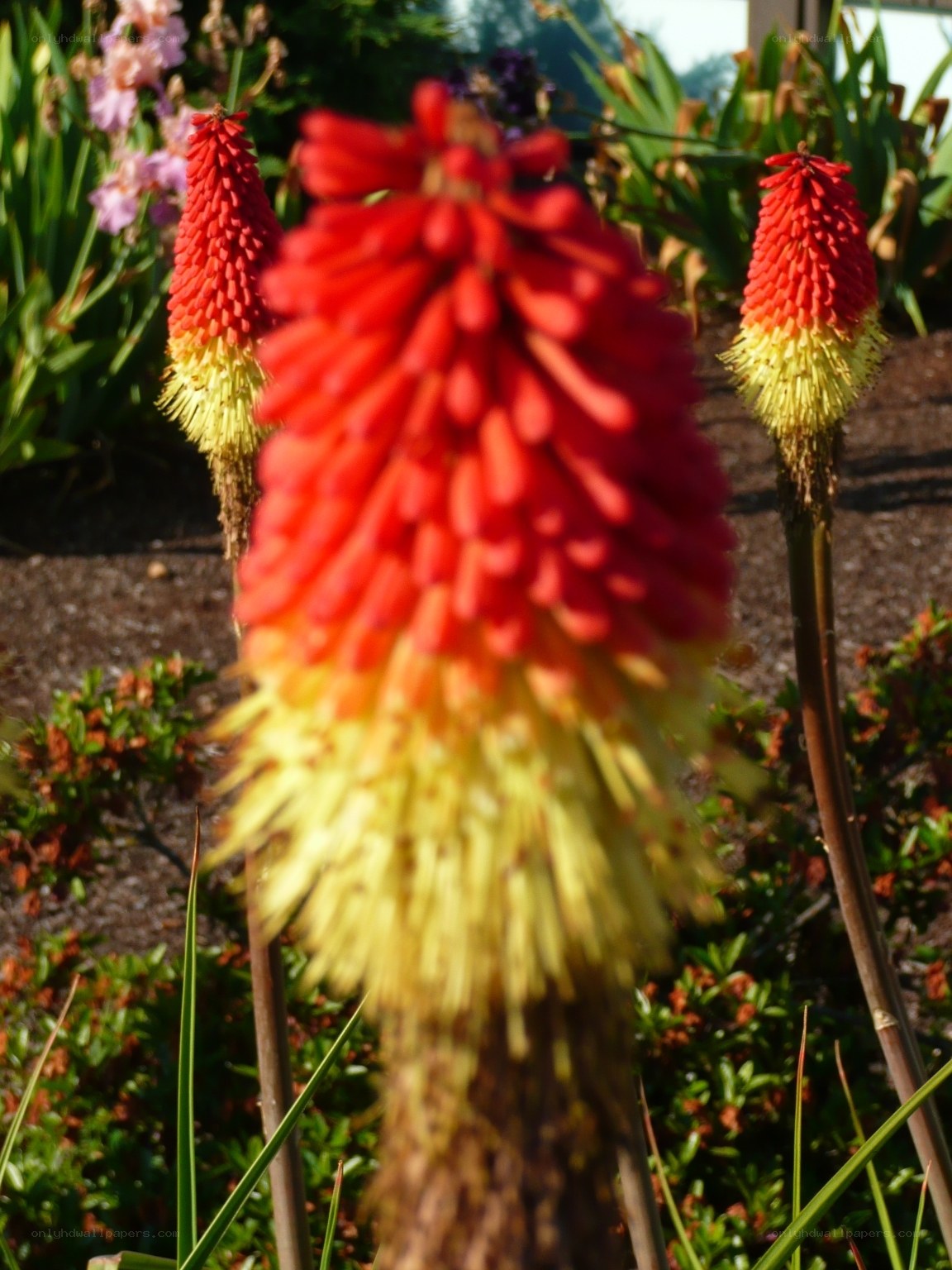 Red and yellow flower spikes