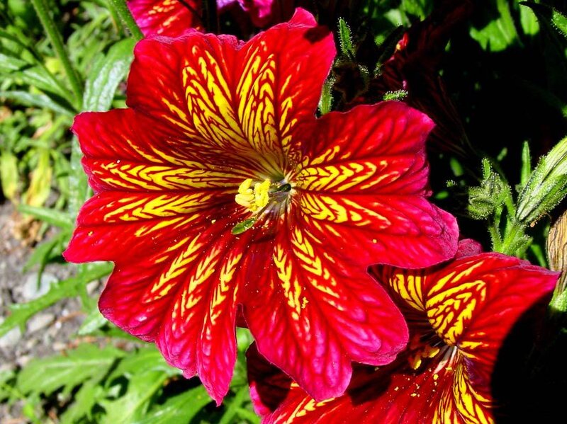 red and yellow flower