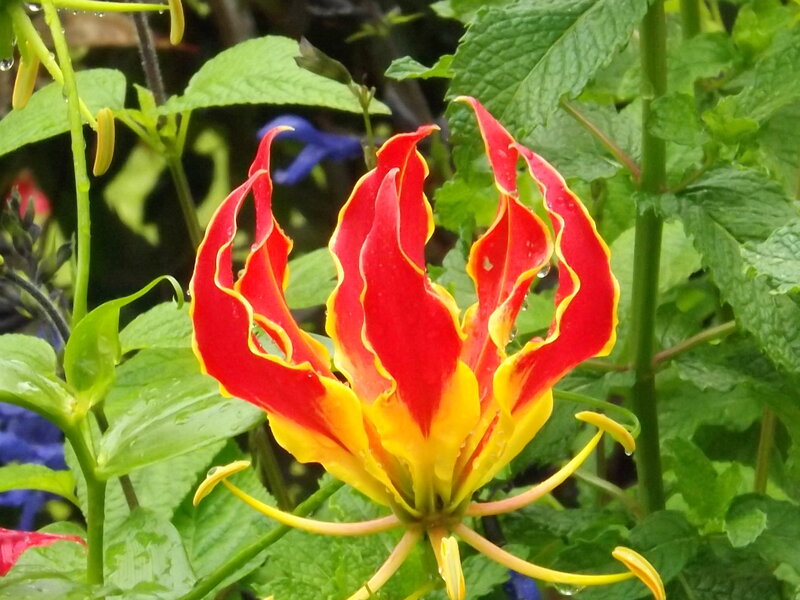 Red and Yellow Flower — Vibrant, Afternoon, Photograph, Green Leaves, Raindrops
