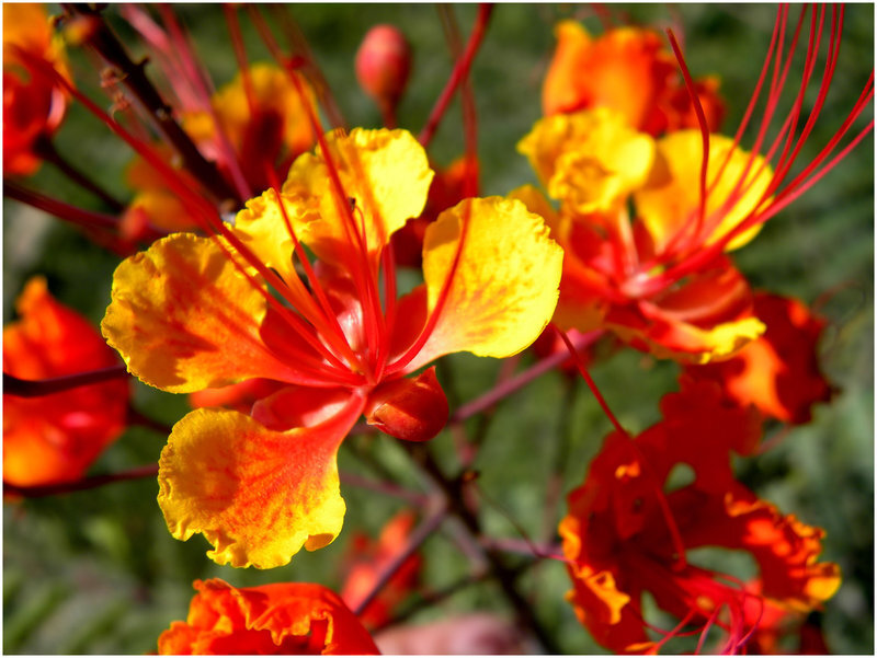 Red and Yellow Flower — Vibrant, Afternoon, Photograph, Petals