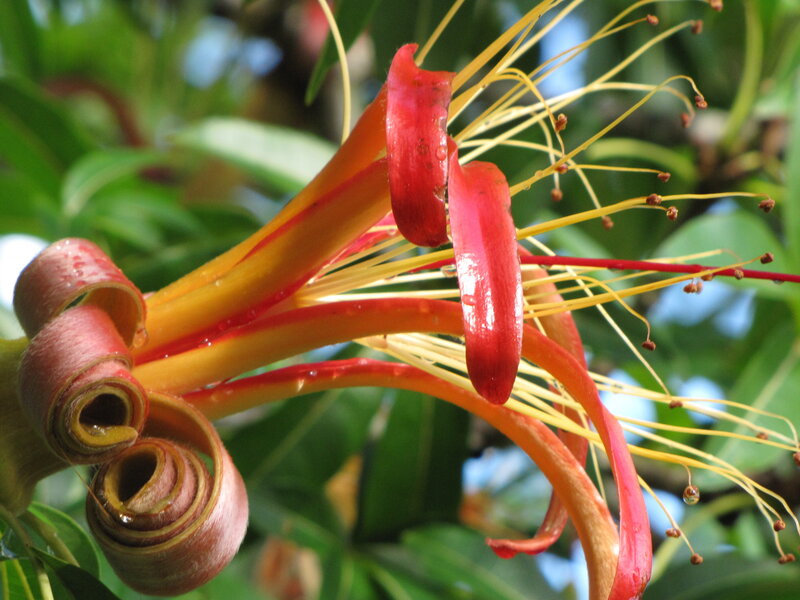 Red and Yellow Flower — Vibrant, Afternoon