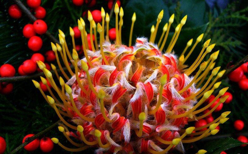 Red and Yellow Flower — Vibrant, Photograph, Berries