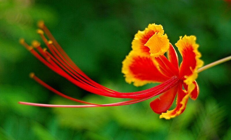 Red and Yellow Flower — Vibrant, Photograph, Green Leaves, Long Stamen