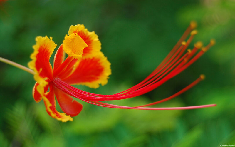 Red and Yellow Flower — Vibrant, Photograph, Green Leaves