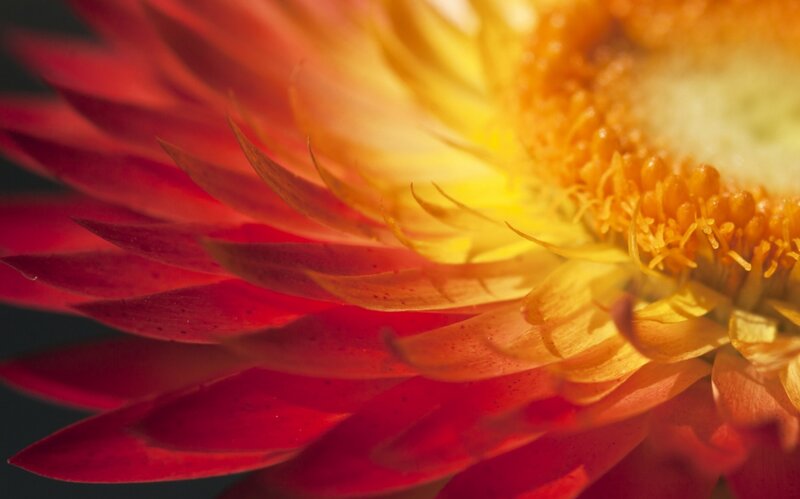 Red and Yellow Flower — Vibrant, Photograph, Petals, Center