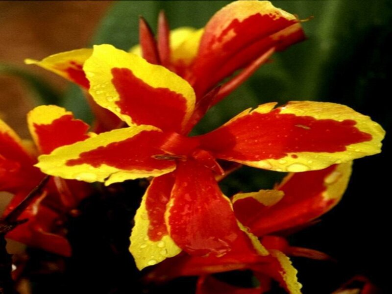 Red and Yellow Flower — Vibrant, Photograph, Petals