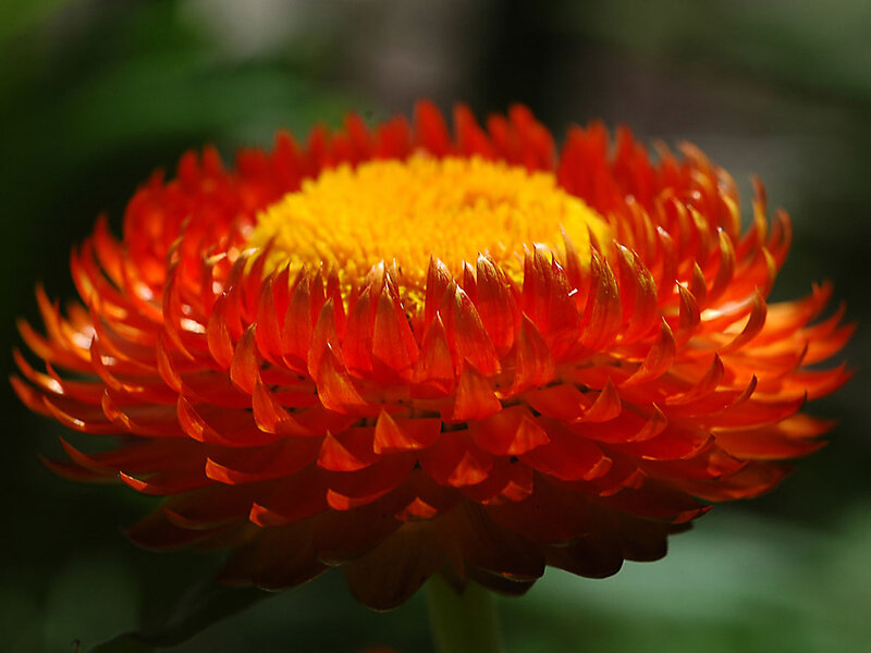 Red and Yellow Flower — Vibrant, Photograph