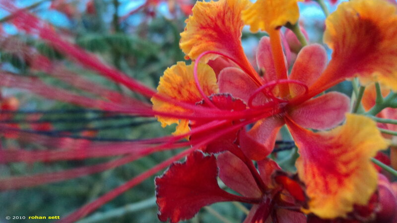Red and Yellow Flower — Vibrant