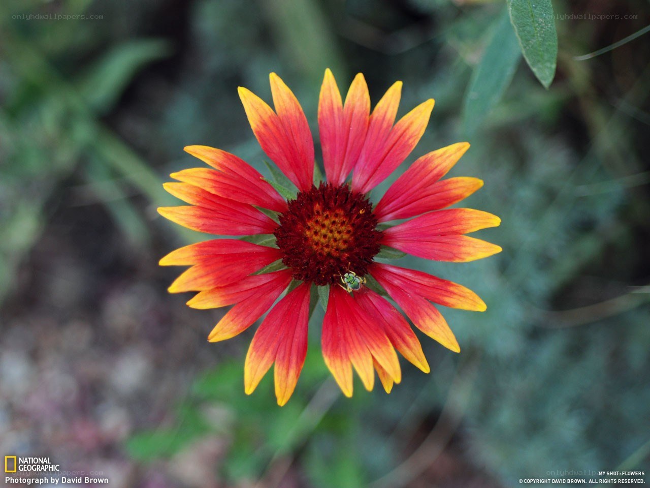 Red and yellow flower with bee