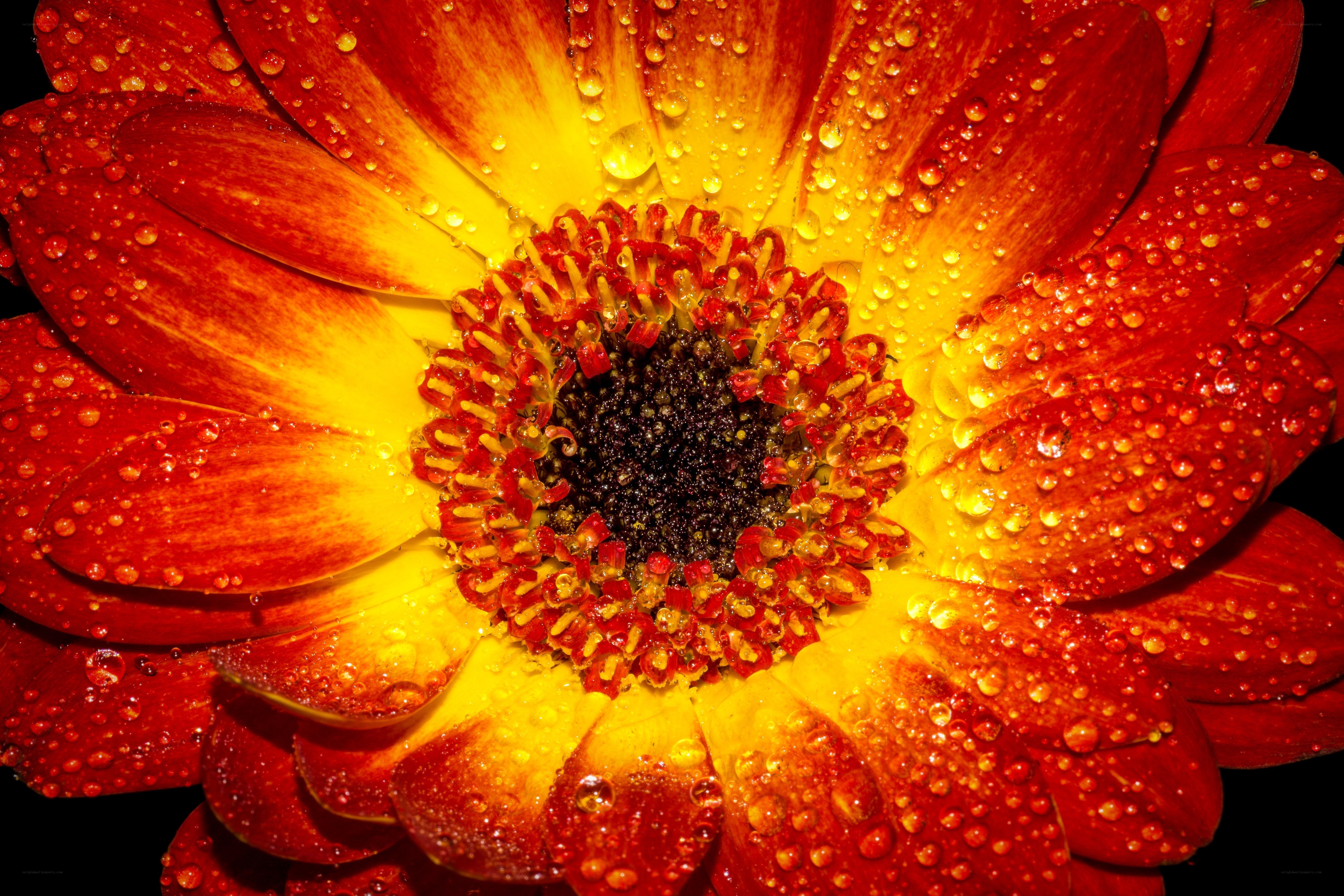 Red and yellow flower with dew