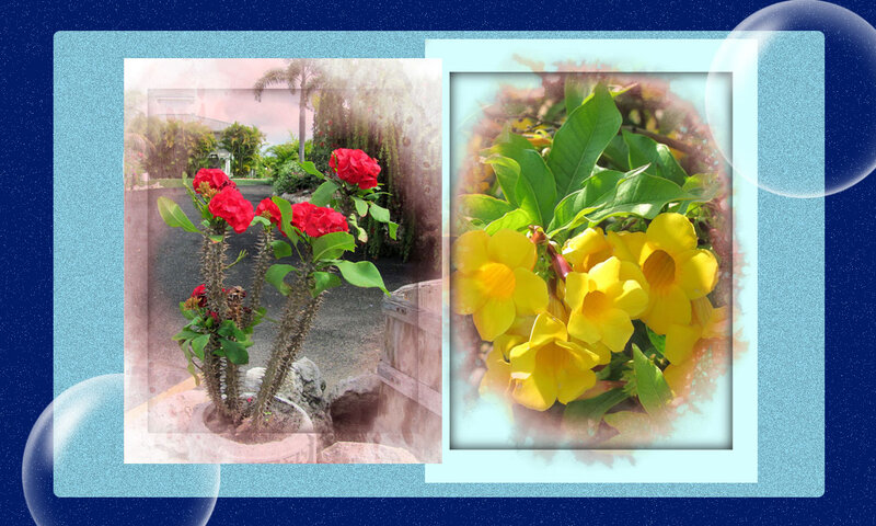 Red and Yellow Flowers — Blue