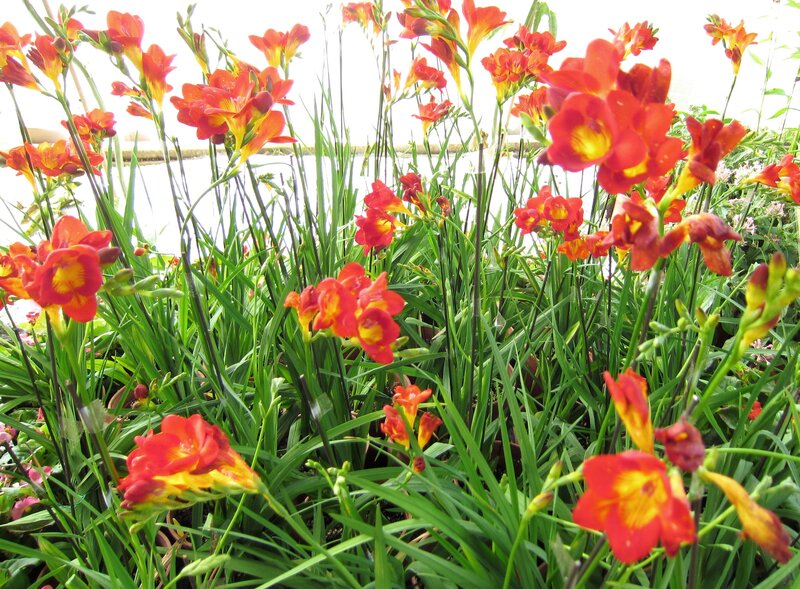 Red and Yellow Flowers — Bright, Afternoon