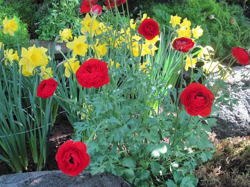 Red and Yellow Flowers — Bright, Spring