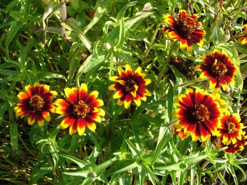 Red and Yellow Flowers — Bright