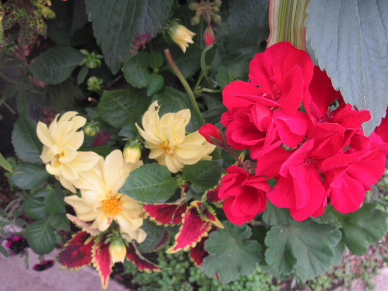 Red and Yellow Flowers — Calm, Afternoon, Photograph
