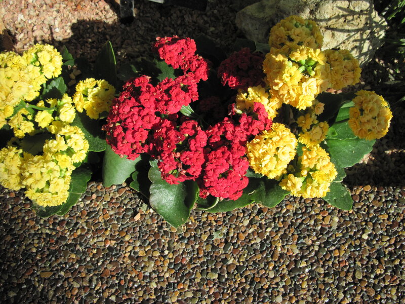 Red and Yellow Flowers — Calm, Afternoon