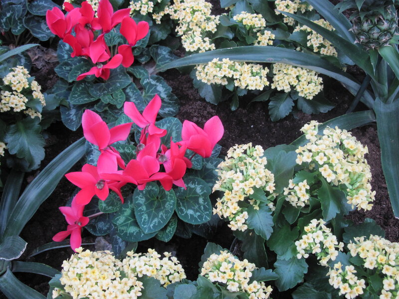 Red and Yellow Flowers — Calm, Photograph