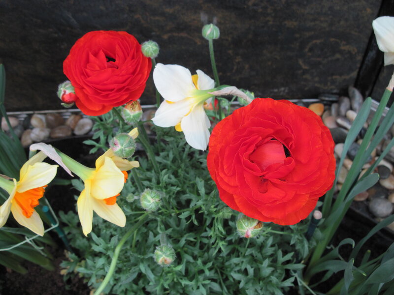 Red and Yellow Flowers — Calm, Spring, Photograph, Buds