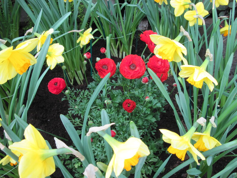 Red and Yellow Flowers — Calm, Spring, Photograph, Daffodils