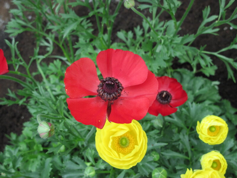 Red and Yellow Flowers — Calm, Spring, Photograph