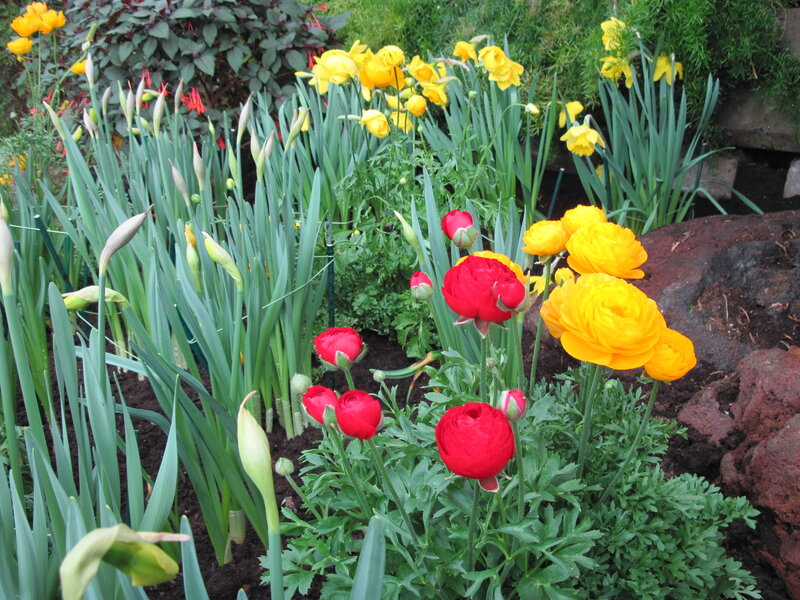 Red and Yellow Flowers — Calm, Spring