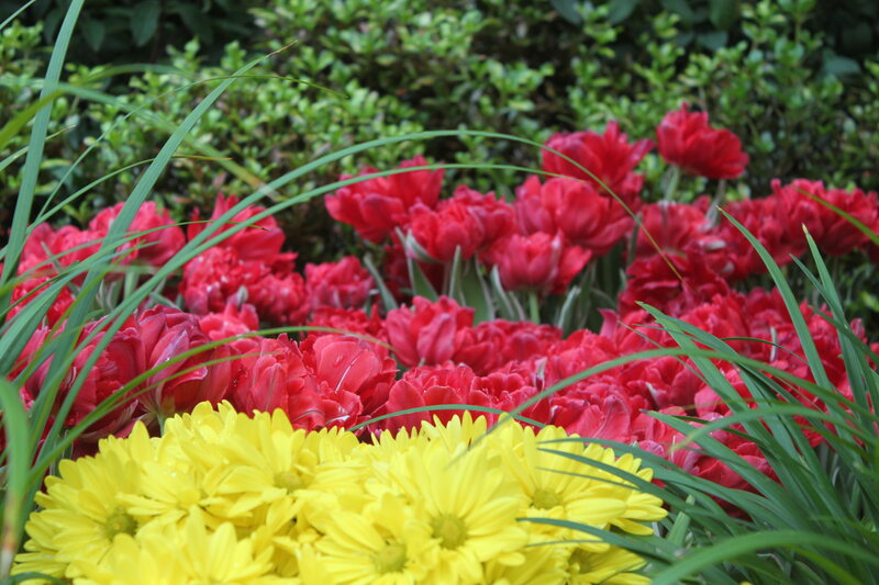 Red and Yellow Flowers — Calm
