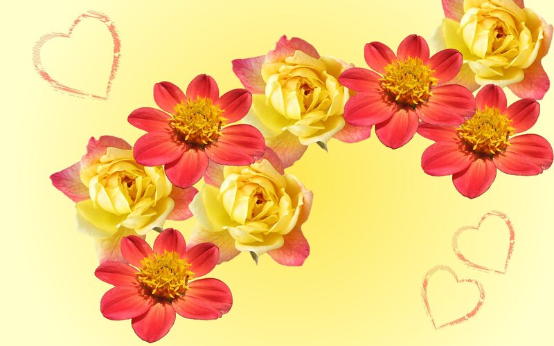 Red and Yellow Flowers — Cheerful
