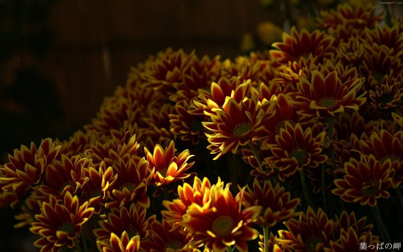 Red and Yellow Flowers — Dramatic