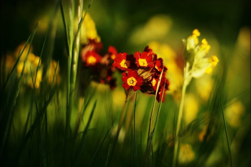 Red and Yellow Flowers — Green, Serene, Morning, Photograph