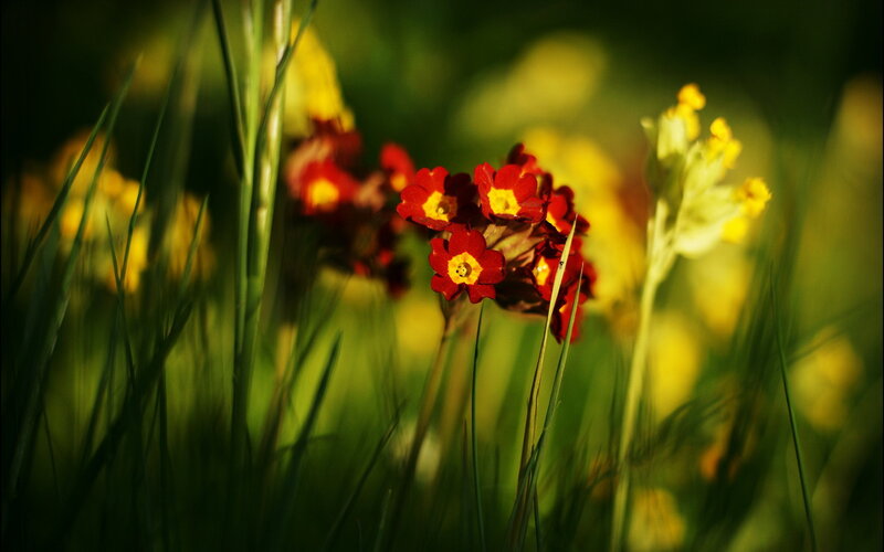 Red and Yellow Flowers — Green, Serene