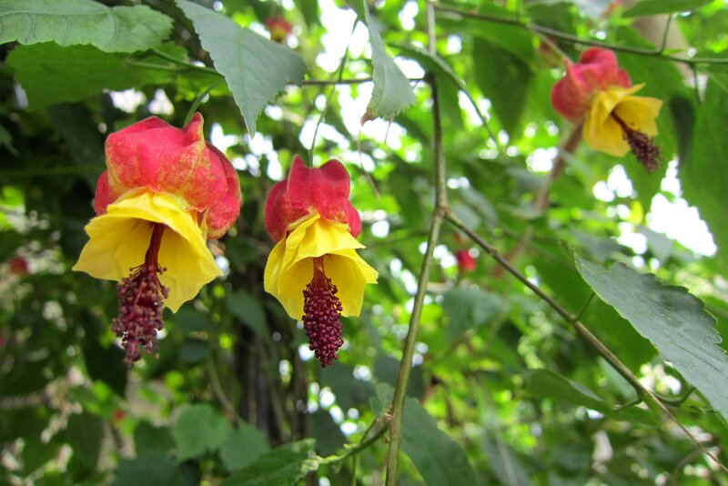 Red and Yellow Flowers — Green