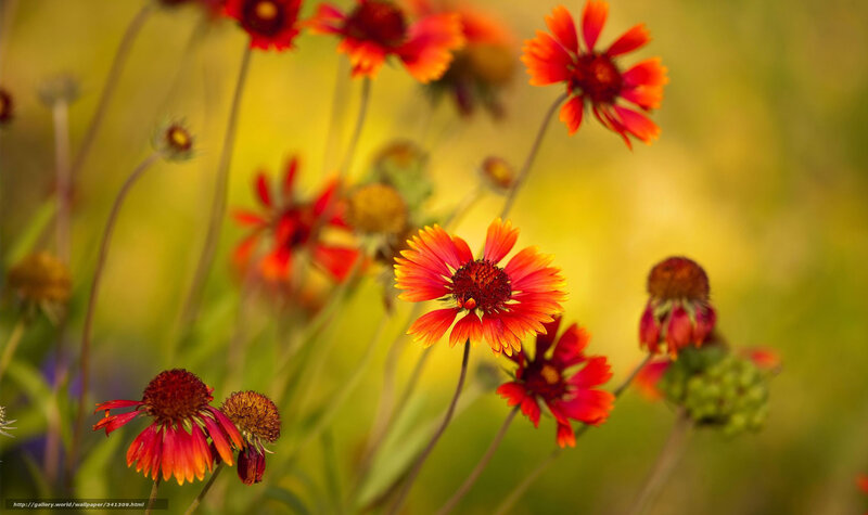 Red and yellow flowers in a field